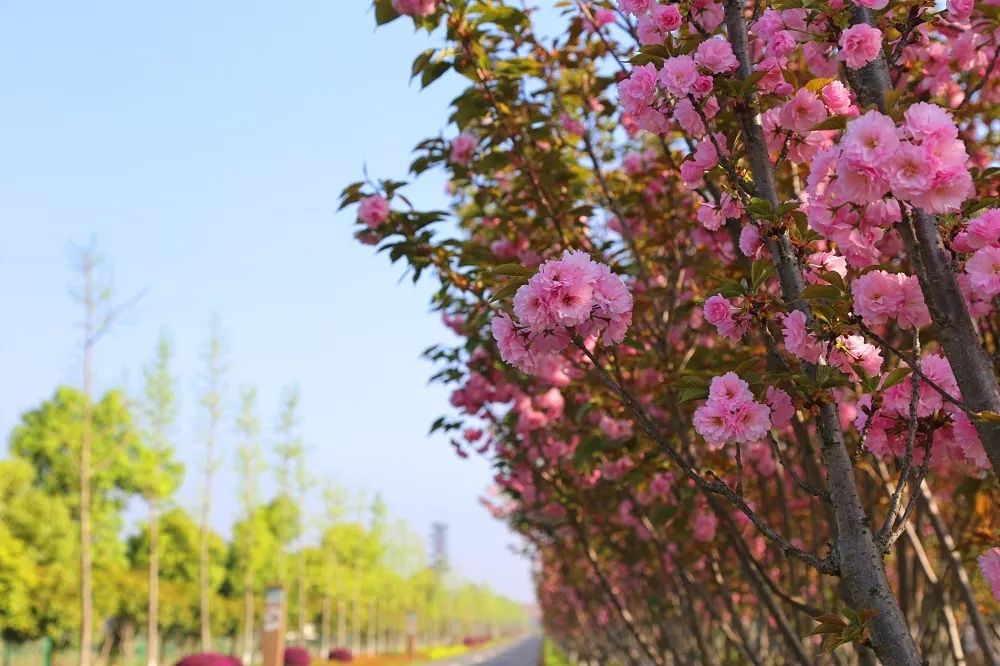 常德十美花海图片