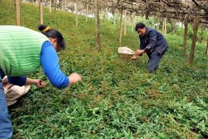 巴渝风丨北纬30度,品味重庆独有苦文化