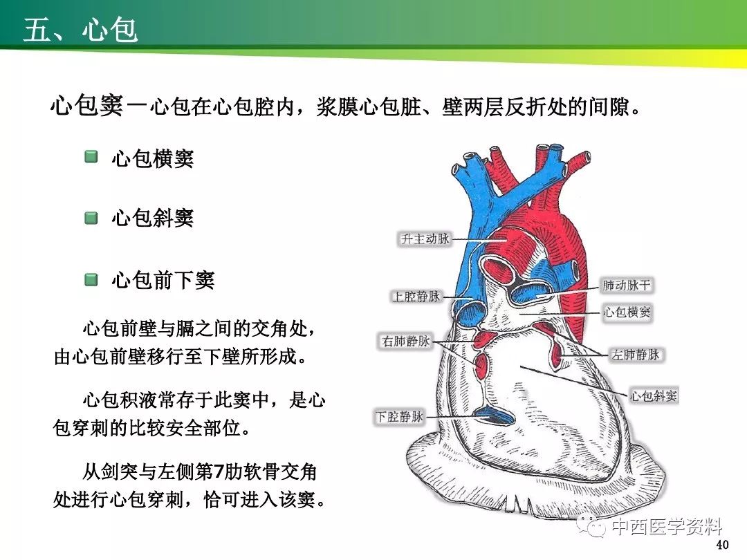 心包腔的构成图片