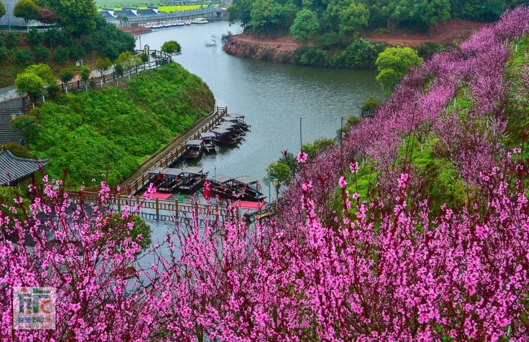 西丽水库桃花林图片