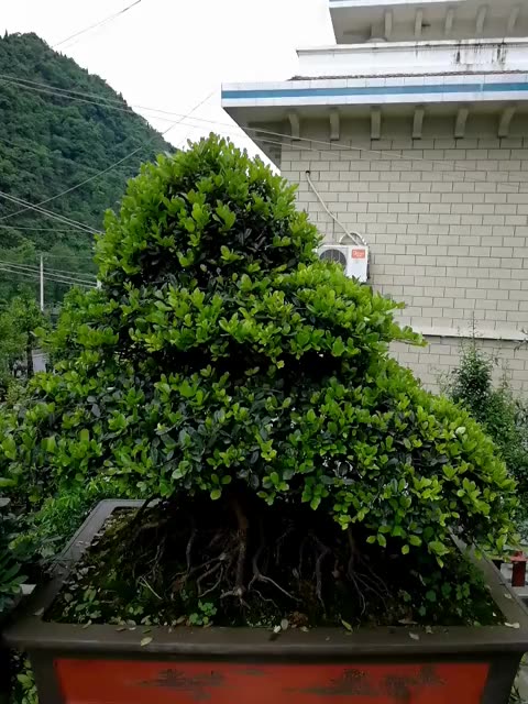 三峡文木盆景开花图图片