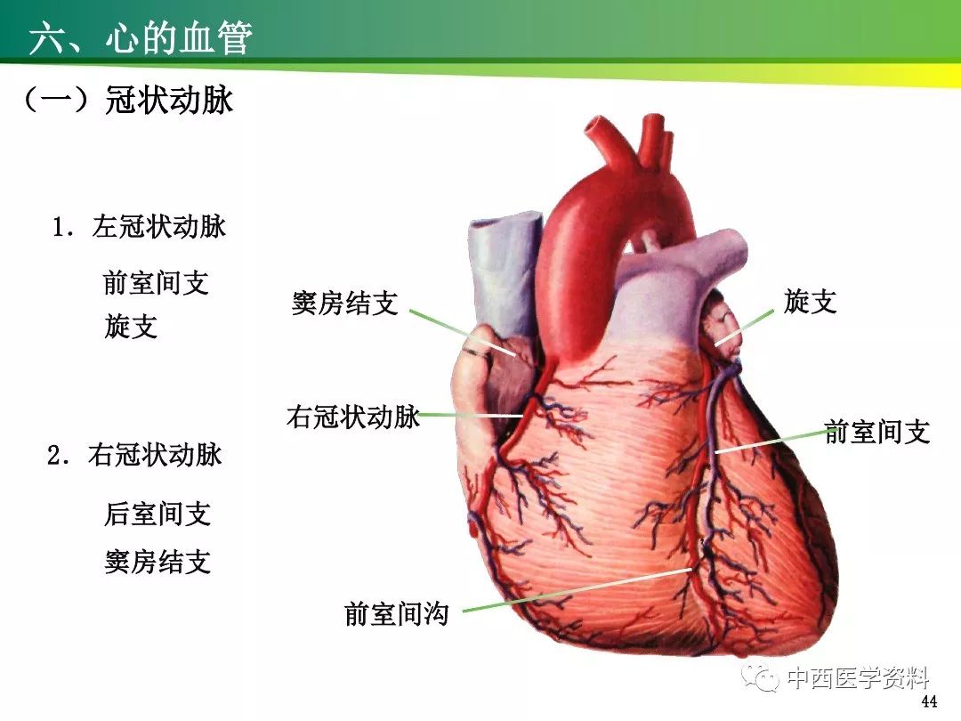 心表面的四条沟解剖图图片