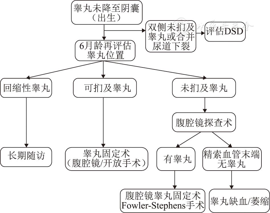 隐睾手术图解图片