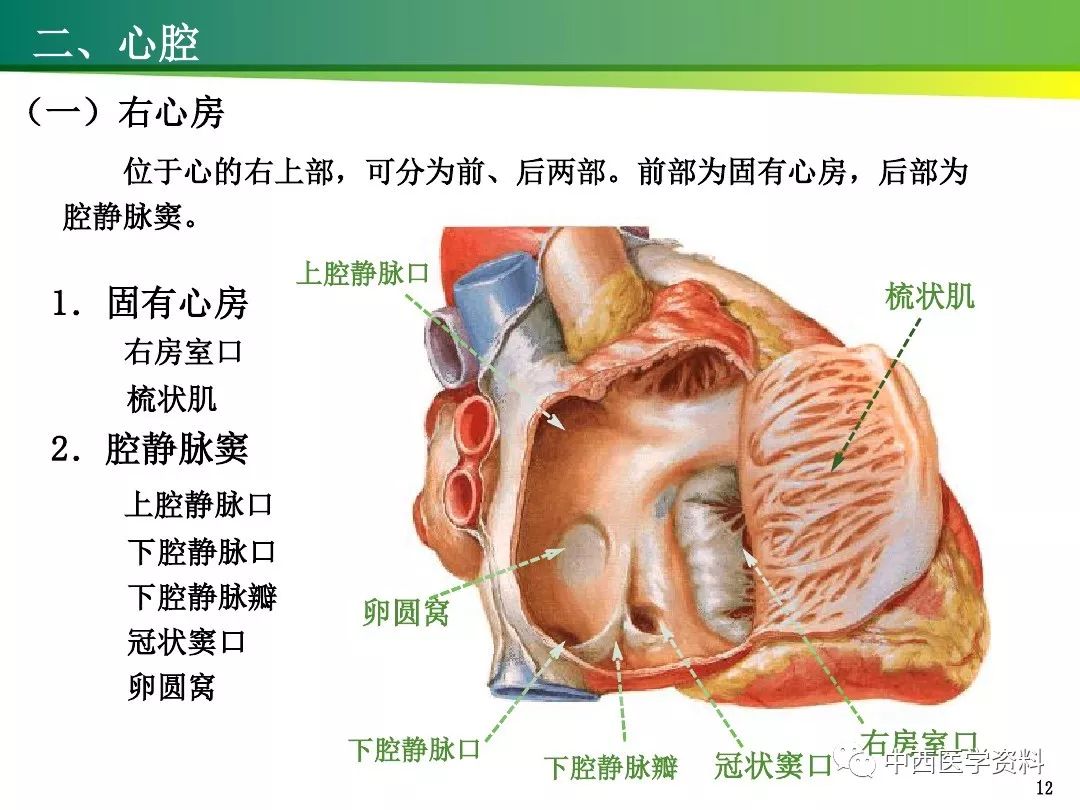 右房室瓣图片