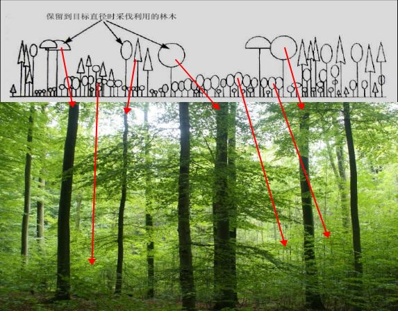 林家讲堂多功能森林作业法技术体系下期陆元昌