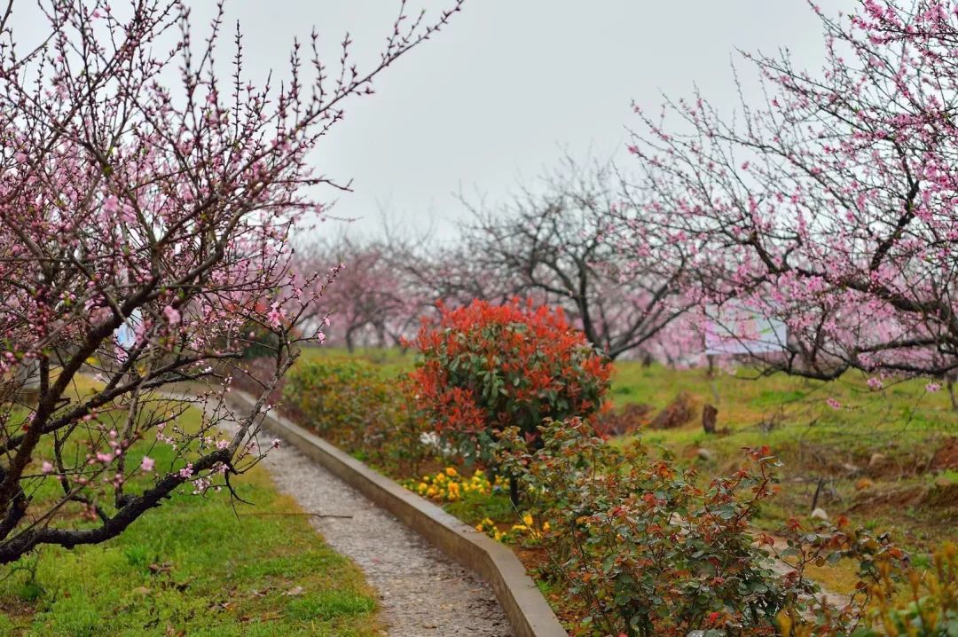 常德花海图片