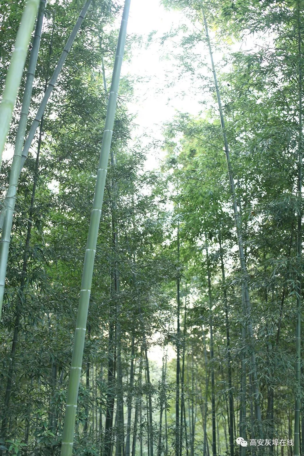 百峰岭风景旅游区图片