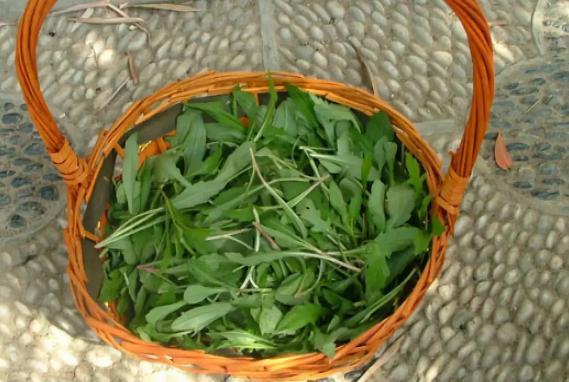 春天野菜惜如金1500畝生態園11種野菜大全青島大媽趕車來