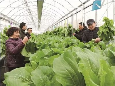 江蘇如東家庭農場抱團發展摸索出一條新型農業種植道路