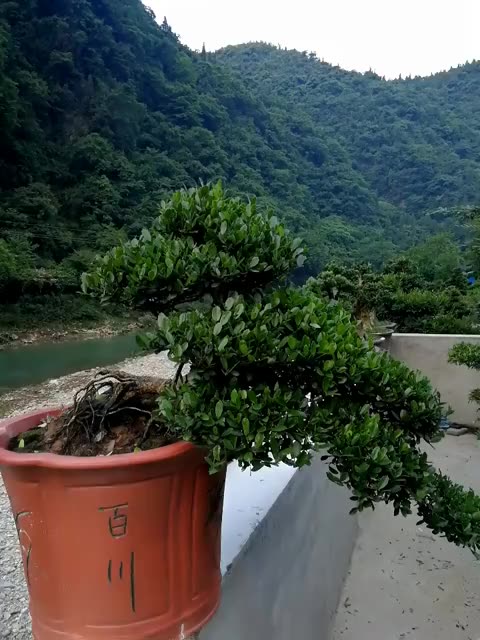 三峡蚊母简介图片