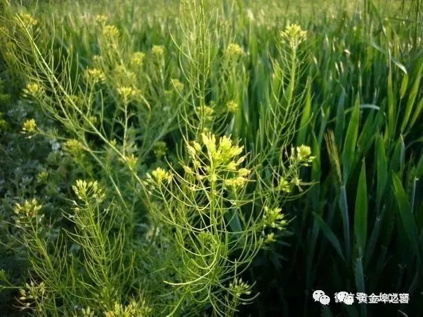 地裡這種雜草黃金埠人卻吃得津津有味