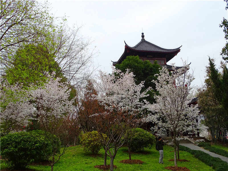 堤角公园樱花图片