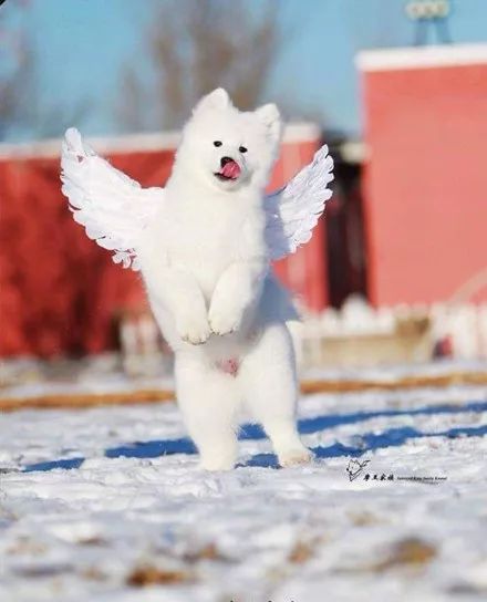 萨摩耶戴着一双翅膀,在雪地里奔跑,简直就是一只小天使!