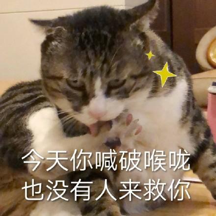 猫咪表情包:对不起,我是保安