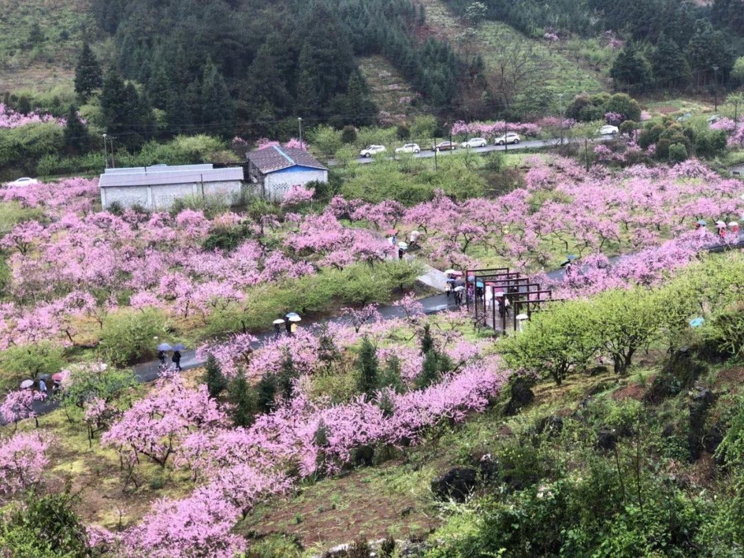 綿延的桃花鋪成粉紅地毯,穿行桃林間,就連那花海中的幾間小屋,也點綴