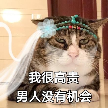 猫咪表情包:对不起,我是保安