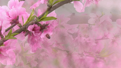 艳红逶迤地连成一片金堂的桃花带着春天的明媚来到了我们的身边远远望