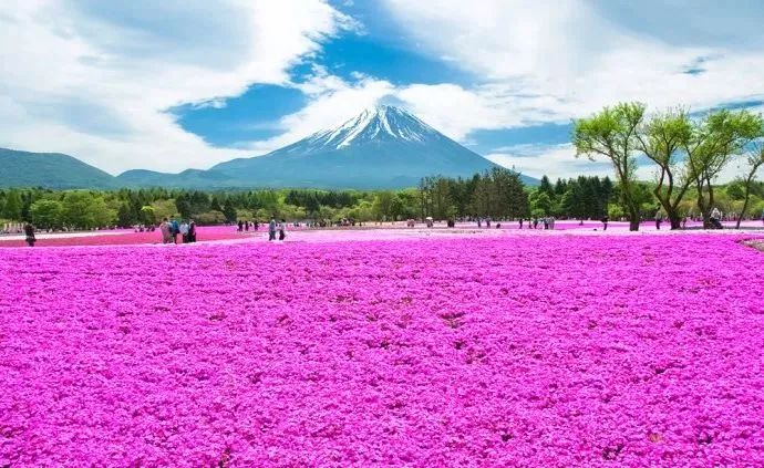 偶遇富士山下芝樱花海,趁着大好春光赏樱去~遇见不一样的心动!_日本