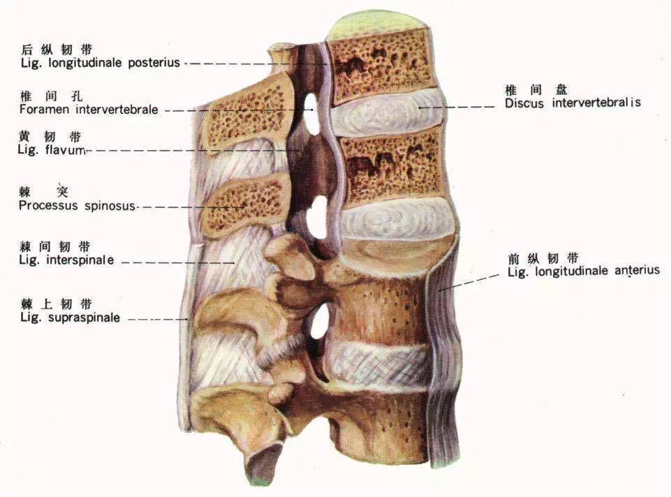 腰骶部解剖图片