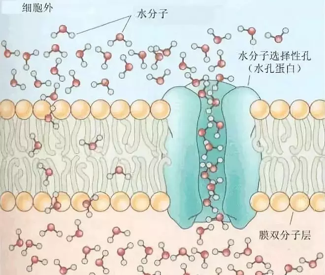 諾貝爾獎科學家告訴您:細胞是怎麼喝水的_通道