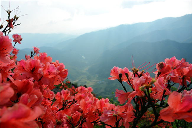 金子山的杜鹃花图片