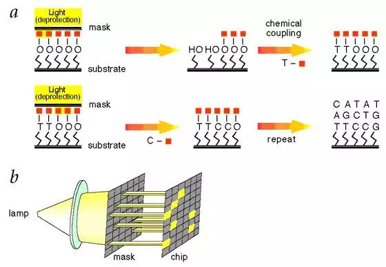基因芯片原理图片
