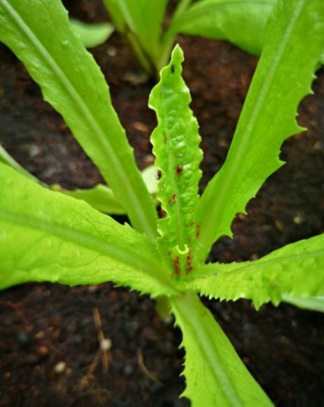 一問一答生菜出苗很細百香果常見病害番茄小苗萎縮萵苣蚜蟲怎麼辦