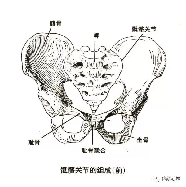 骨盆解剖图 侧面图图片