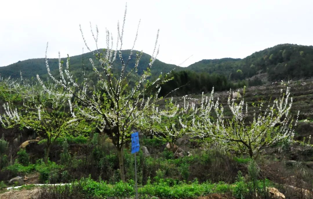 鄉村振興丨四季果園裡的純真味道