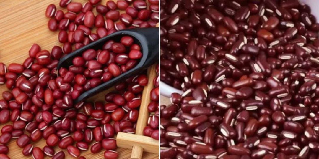 红豆和赤小豆的区别图图片
