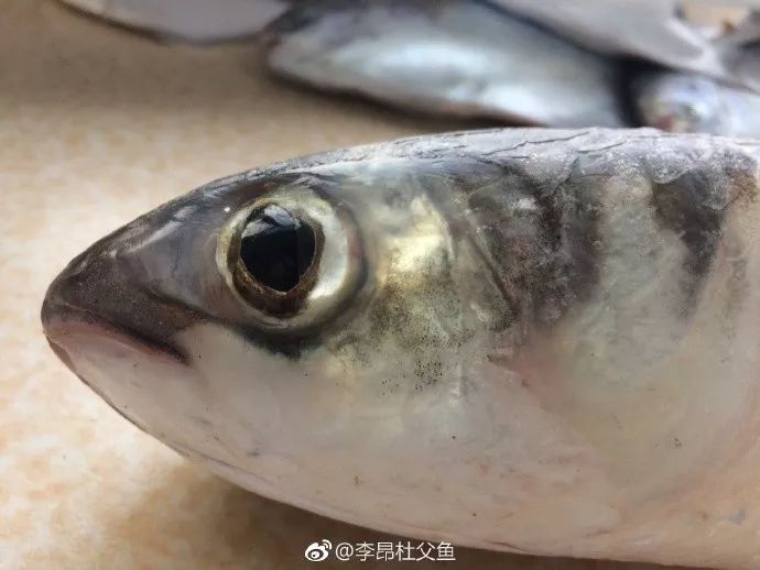 鯔魚和梭魚非常相似,生活習性和季節特點基本一致,外貌像孿生兄弟一樣