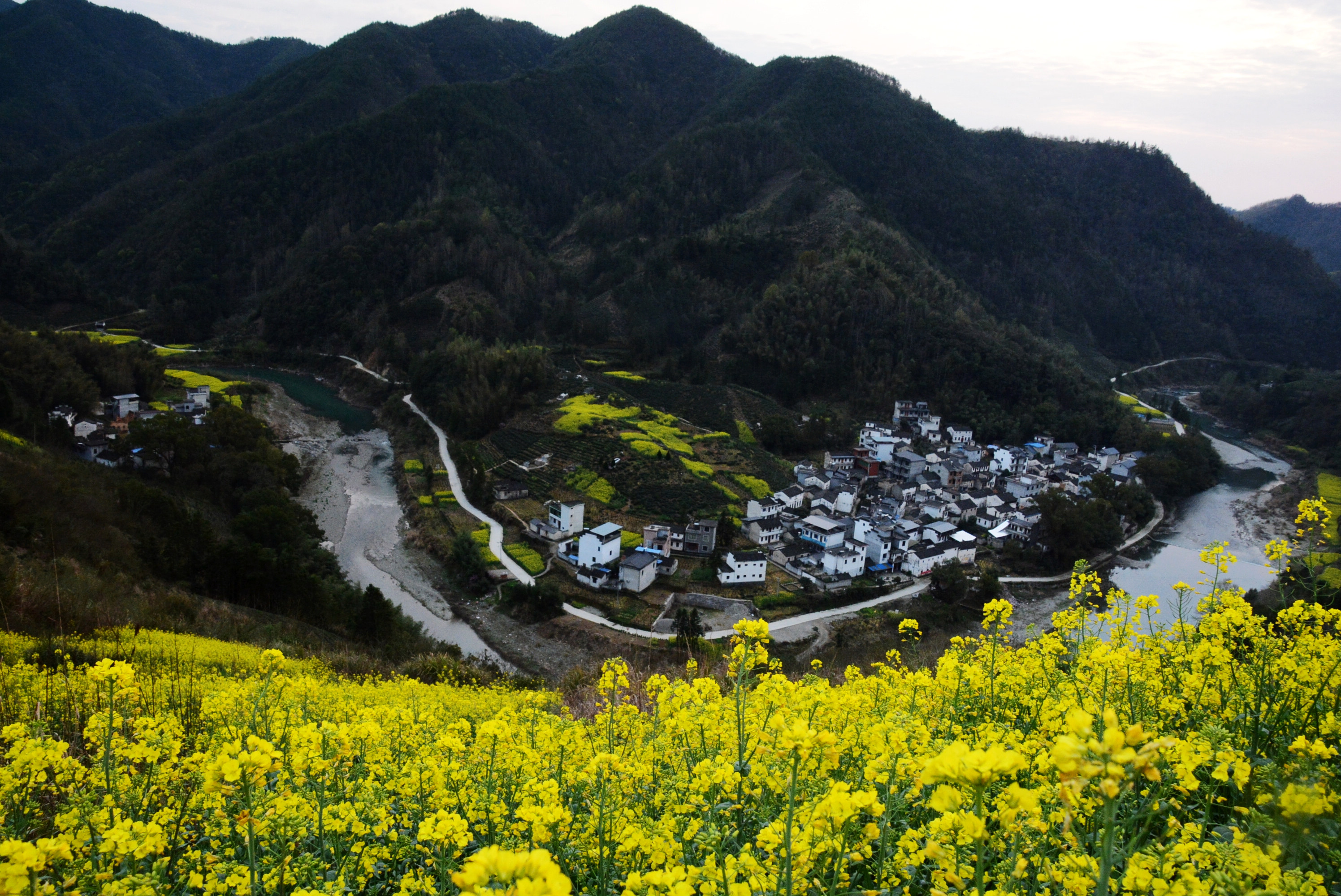 黄山油菜花景点图片