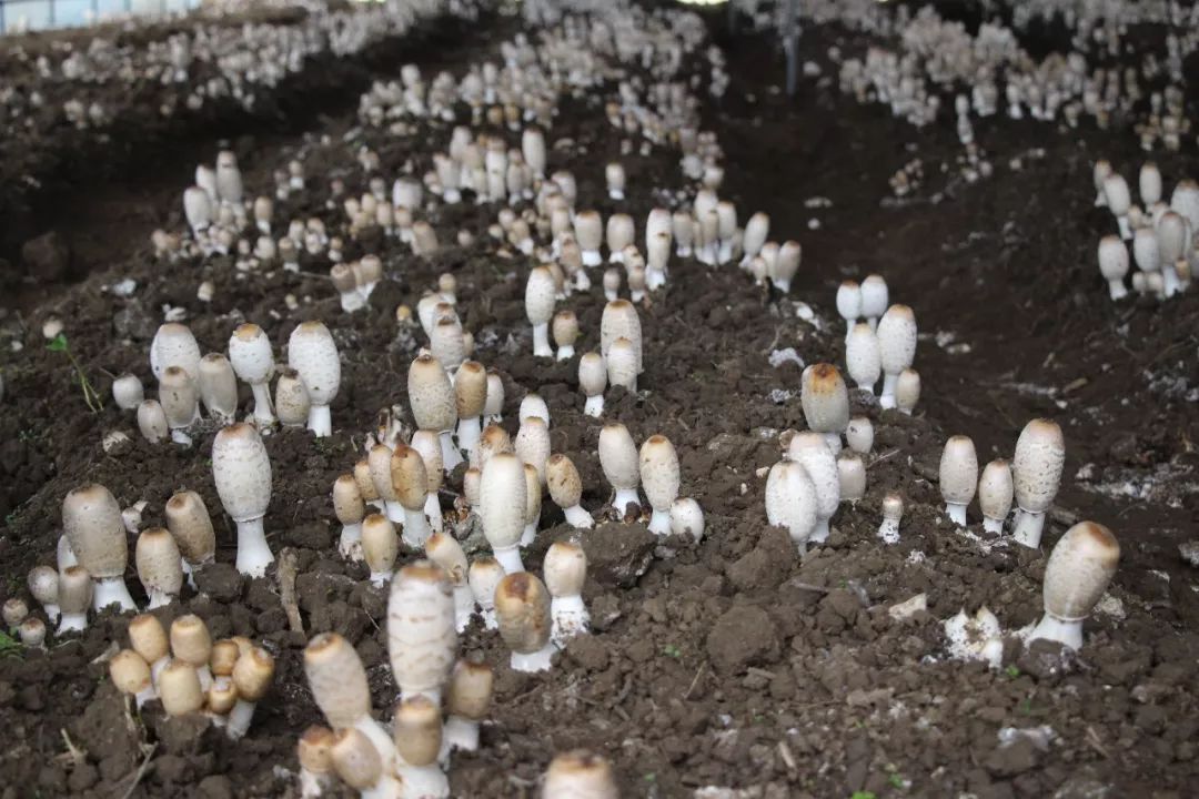 鸡腿菇生长环境图片