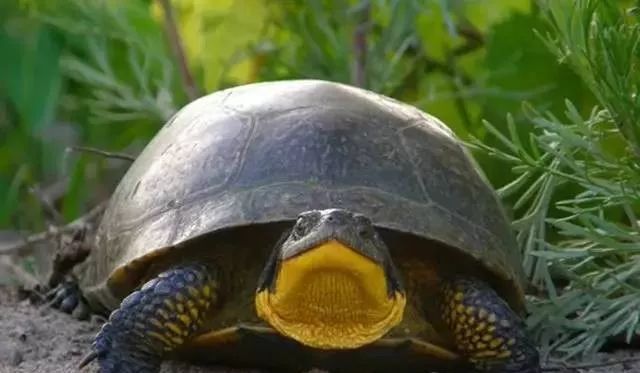 布氏拟龟恬静的流星泽龟听说现在已经很少见到了了文末搬了个新视频