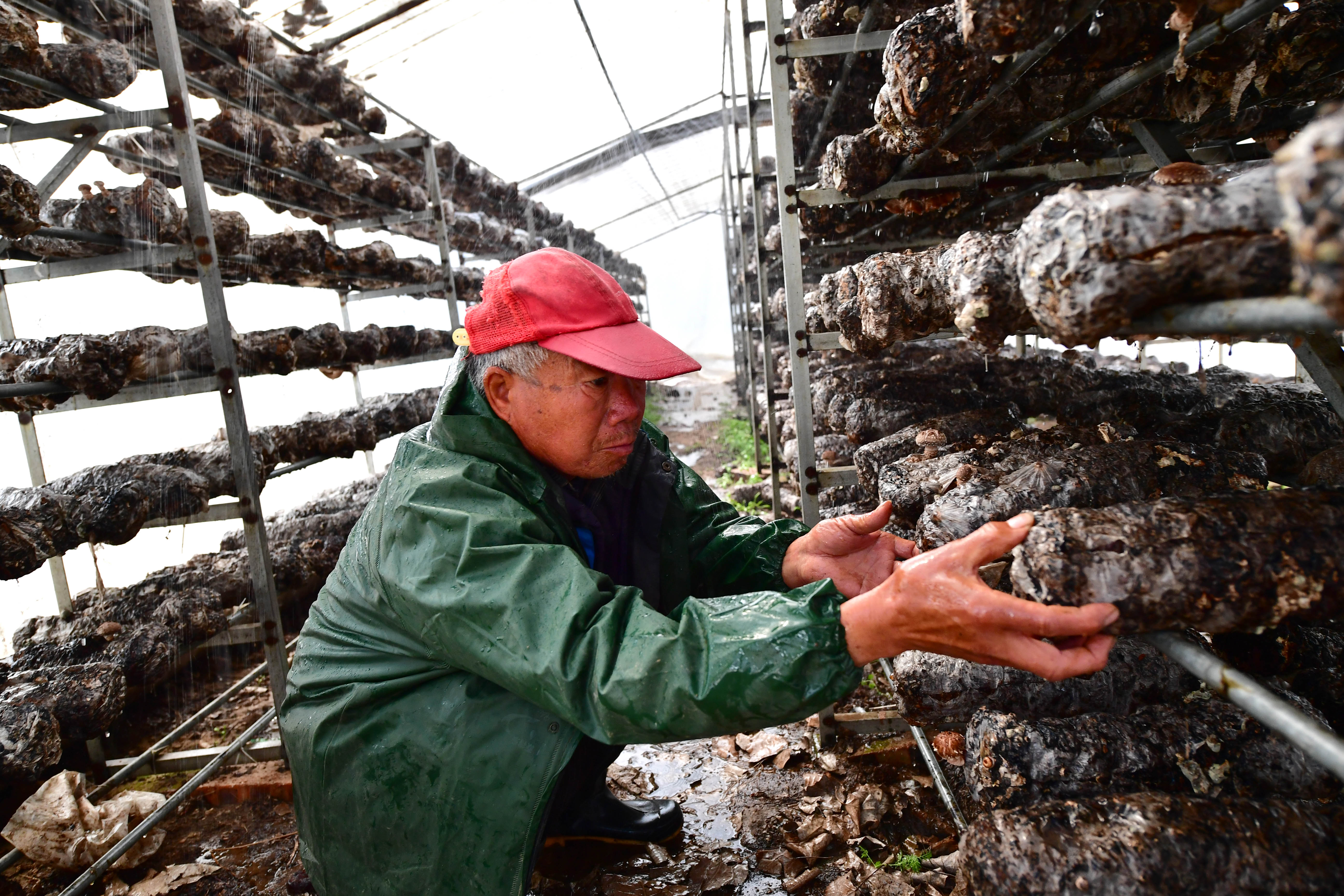 3月24日,村民在河南省民权县程庄镇林下食用菌大棚基地给菌棒补水.