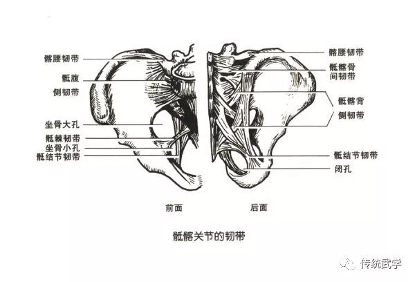 髋骨骨性标志图片图片