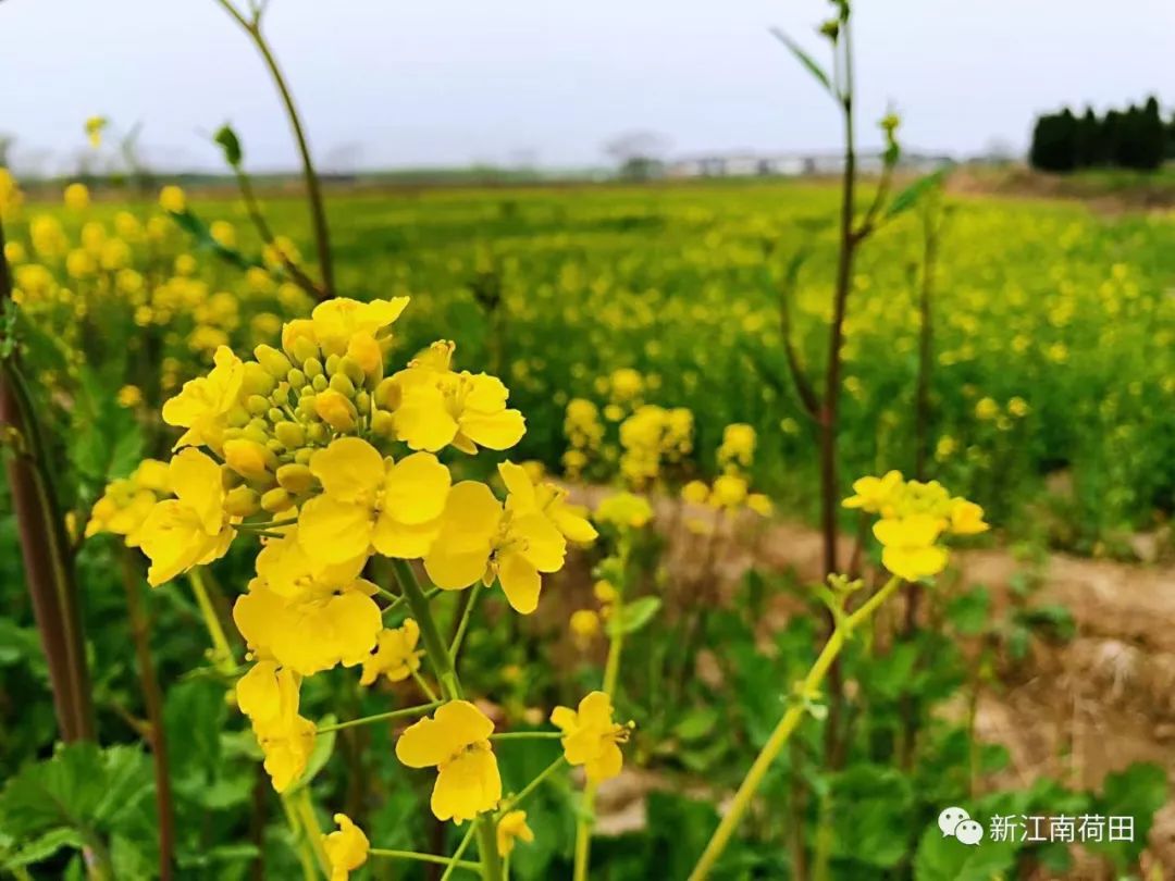 油菜花开正当时,不负春光不负卿