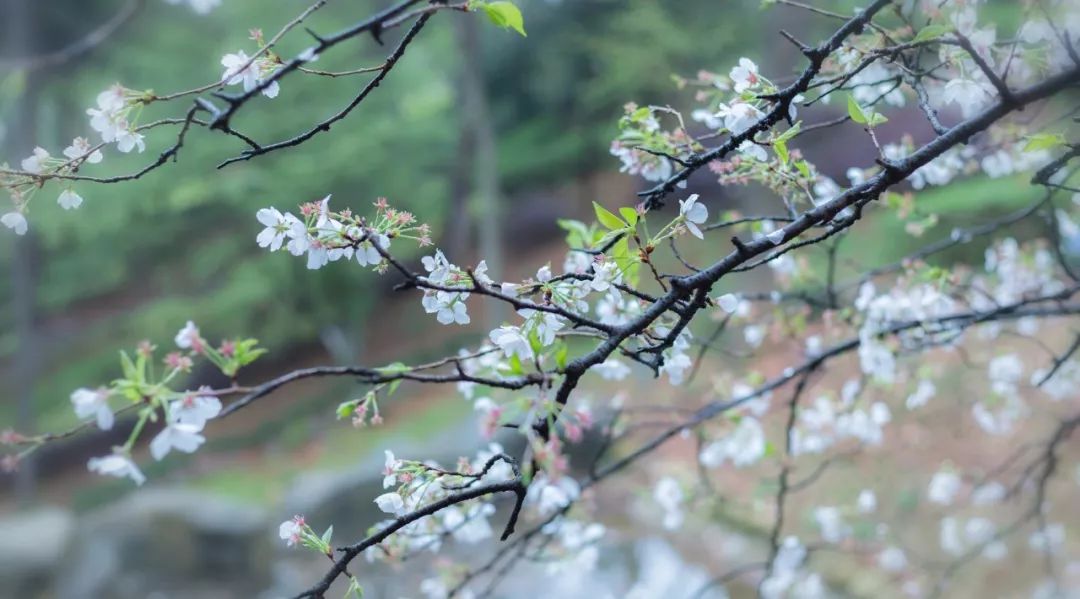 詩詞裡的10座櫻花之城城城秒殺北海道