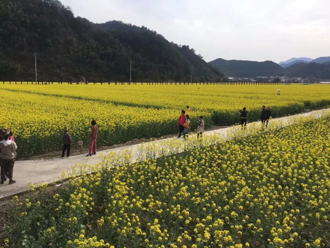 桐庐这个村的油菜花开了景色美得呱呱叫一定要打卡