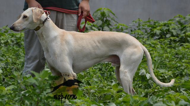 山東細犬和陝西細犬的區別在哪裡?衡量標準是?