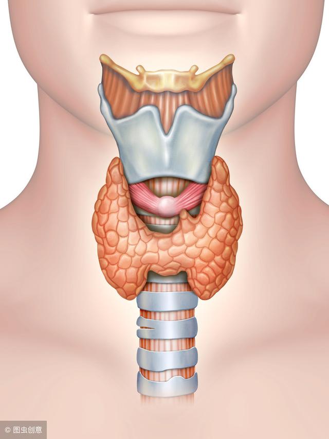 申状腺位置图图片