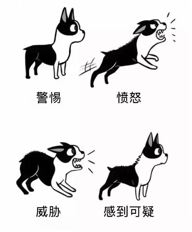 你了解狗狗们的肢体语言吗？