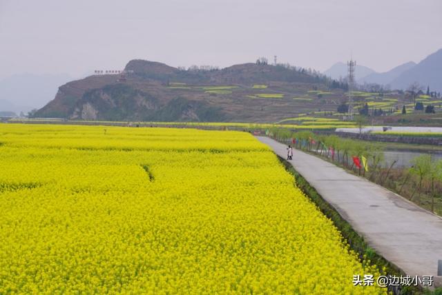 重庆秀山龙凤花海油菜花正盛,好一派优美田园风光