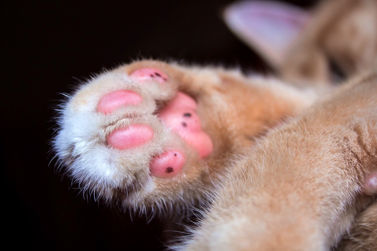 粉色猫爪壁纸图片