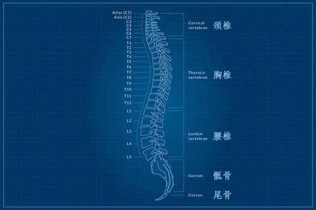 脊柱|背重物能把个子压矮？