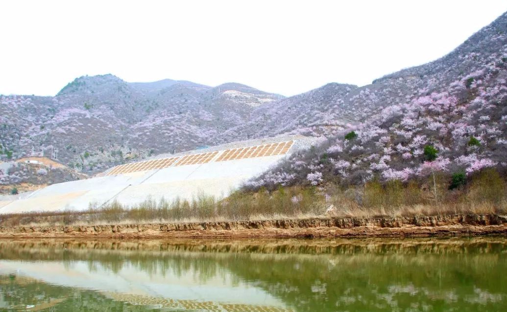 2分鐘鳥瞰涇陽鄭國渠景區漫山桃花美極啦