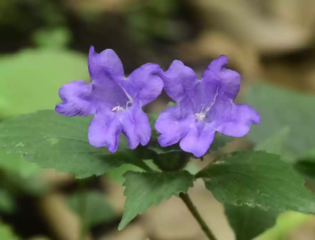 少花马蓝药用价值图片