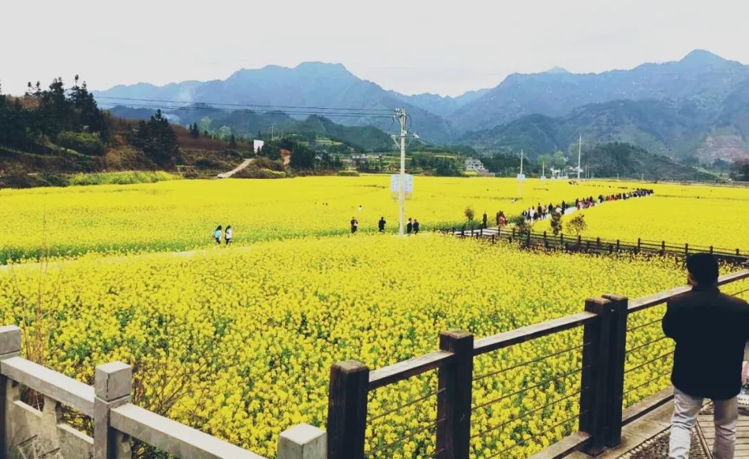 2019年碧江区金色童年魅力瓦屋油菜花观光月活动今日在瓦屋乡隆重开幕