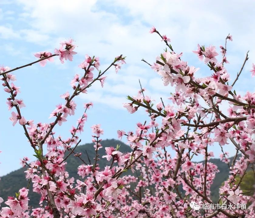 白水洋桃花节时间图片