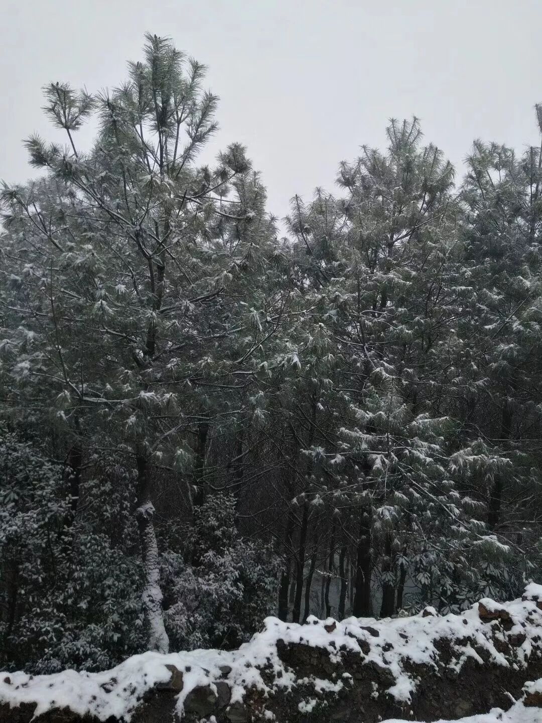 下雪了畢節赫章和威寧竟然有些地方還下起了雪而到了今天冰雹降雨來襲